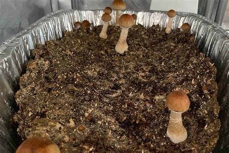 Mavic mushroom busr